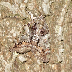 Catocala lacrymosa