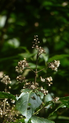 Koanophyllon pittieri