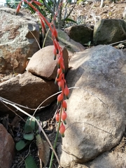 Gasteria disticha