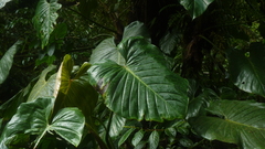 Philodendron thalassicum image