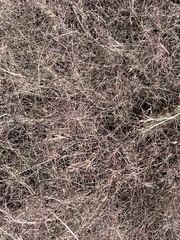 Muhlenbergia porteri
