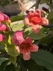 Bignonia capreolata