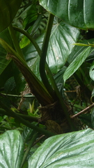 Philodendron thalassicum