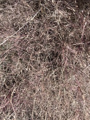 Muhlenbergia porteri