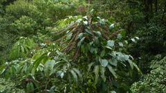 Sciodaphyllum pittieri