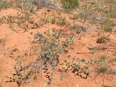 Dalea lanata terminalis