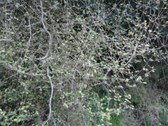 Coprosma rotundifolia