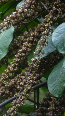 Sciodaphyllum pittieri