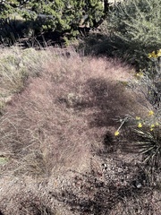 Muhlenbergia porteri