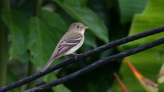 Empidonax flaviventris