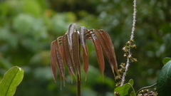 Sciodaphyllum pittieri