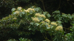 Heliocarpus appendiculatus
