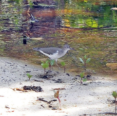 Actitis macularius