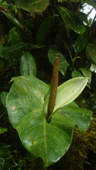 Anthurium monteverdense