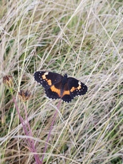 Chlosyne lacinia adjutrix
