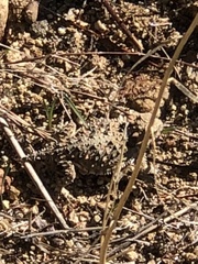 Phrynosoma blainvillii