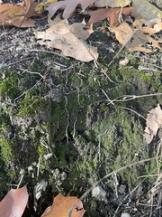 Mnium hornum