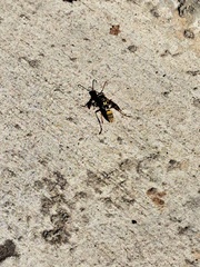 Mischocyttarus flavitarsis