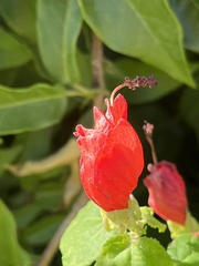 Malvaviscus arboreus drummondii