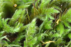 Pseudisothecium cristatum