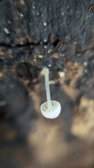 Mycena tenerrima