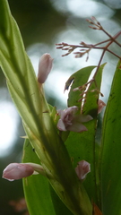 Maxillaria sigmoidea