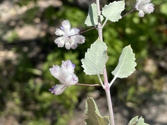 Condea laniflora