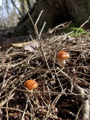 Cortinarius mucosus