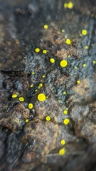 Calycina claroflava