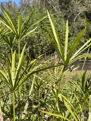 Cyperus alternifolius