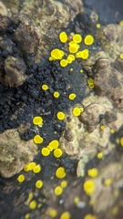 Calycina claroflava