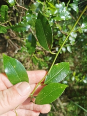 Passiflora tetrandra