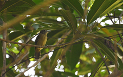 Thamnophilus atrinucha