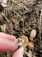 Cortinarius mucosus