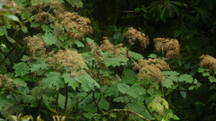 Neomirandea angularis