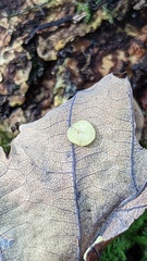 Neuroterus quercusbaccarum