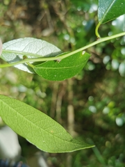 Passiflora tetrandra