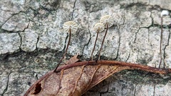 Marasmius bulliardii
