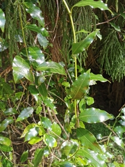 Passiflora tetrandra