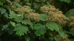 Neomirandea angularis