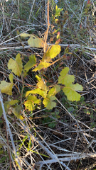 Vitis