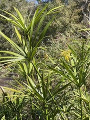 Cyperus alternifolius