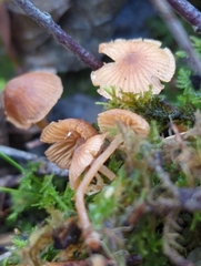 Galerina