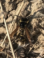 Mischocyttarus flavitarsis