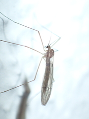 Trichocera annulata