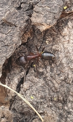 Camponotus barbaricus