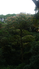 Heliocarpus appendiculatus