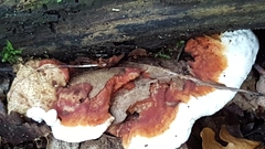 Heterobasidion annosum