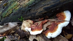Heterobasidion annosum
