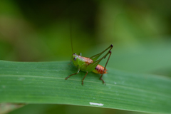 Odontoxiphidium apterum